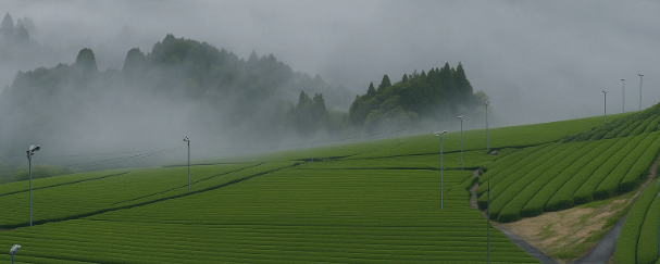 How Chagusaba Farming Creates Premium Ceremonial Matcha in Shizuoka