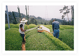 Matcha Farm