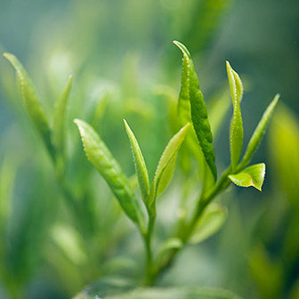 Tea garden of Shizouka